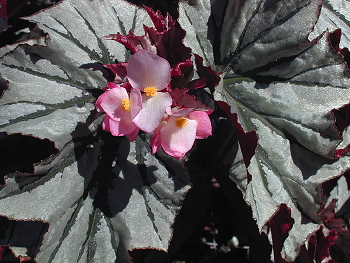 Begonia Looking Glass flowers