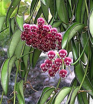 Hoya angustifolia' flowers