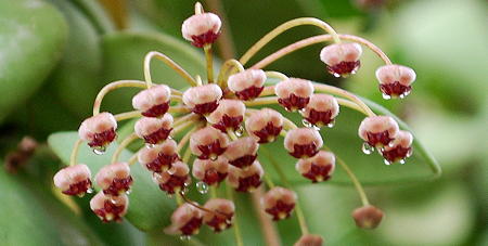 Hoya incurvula flowers