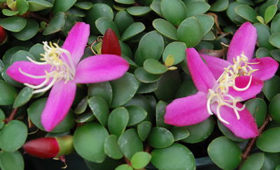 Medinilla sedifolia flowers