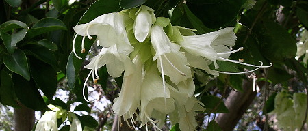 Oxera pulchella flowers