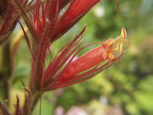 Sanchezia sanmartinensis flower close up