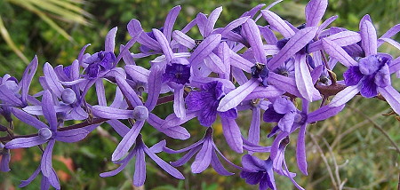 Petrea species flowers