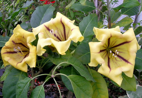 Solandra maxima flowers