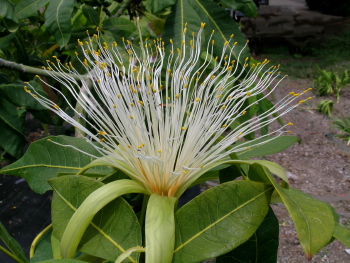 Pachira glabra flower