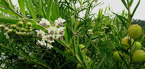 Asclepias physocarpa flowers