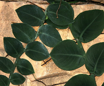 Rhaphidophora korthalsii leaves