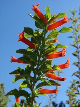 Cuphea salvadorensis' flowers