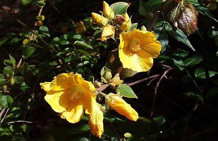 Bakeridesia integerrima flowers