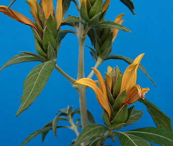 Metarungia longistrobus flowers