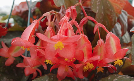 Begonia 'Coral Sea' flowers