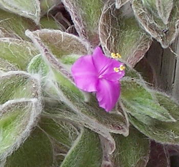 Tradescantia sillamontana flower