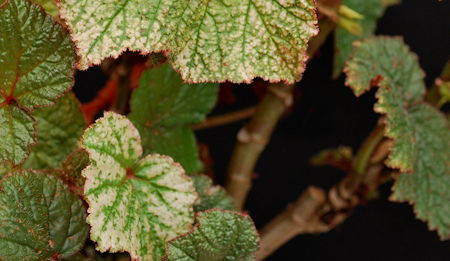 Begonia 'Gideon' leaves