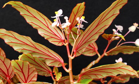 Begonia boisiana leaf underside