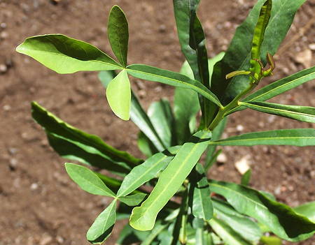 Crescentia alata leaves