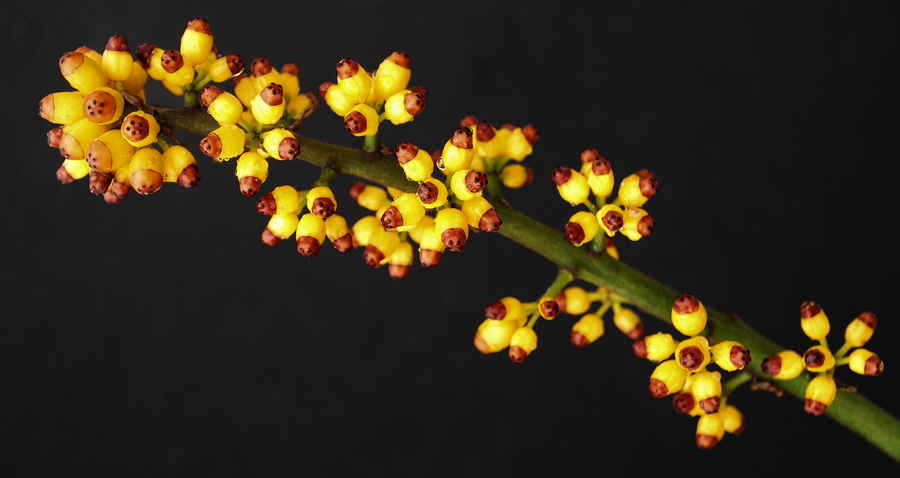 Schefflera Nova flowers