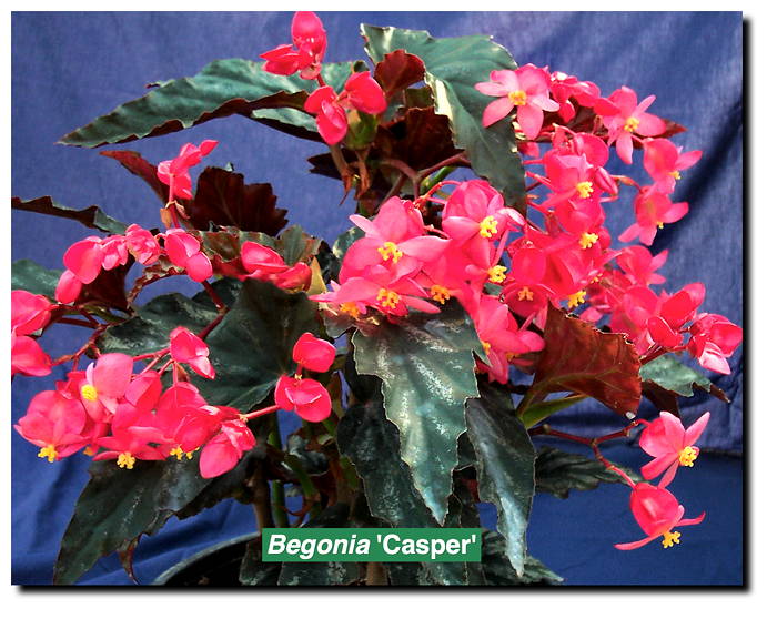 Begonia 'Casper'