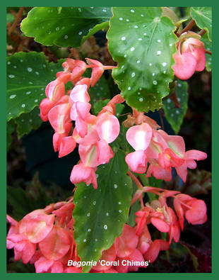 Begonia 'Coral Chimes'