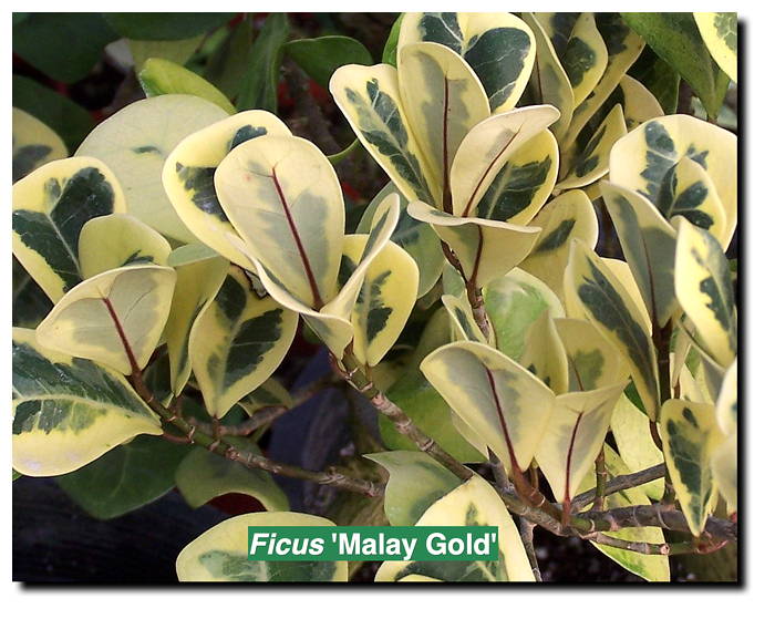 Ficus 'Malay Gold'