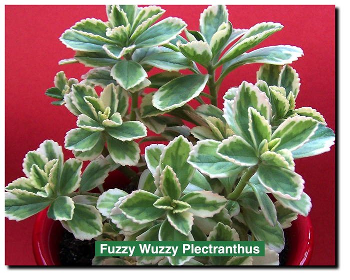 Fuzzy Wuzzy Plectranthus