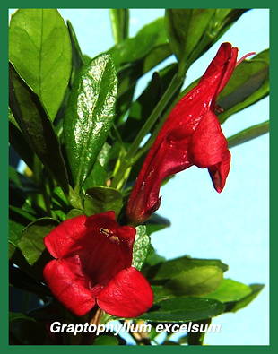 Graptophyllum excelsum
