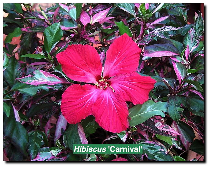 Hibiscus 'Carnival'