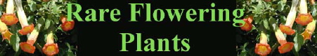 Rare Flowering Plants