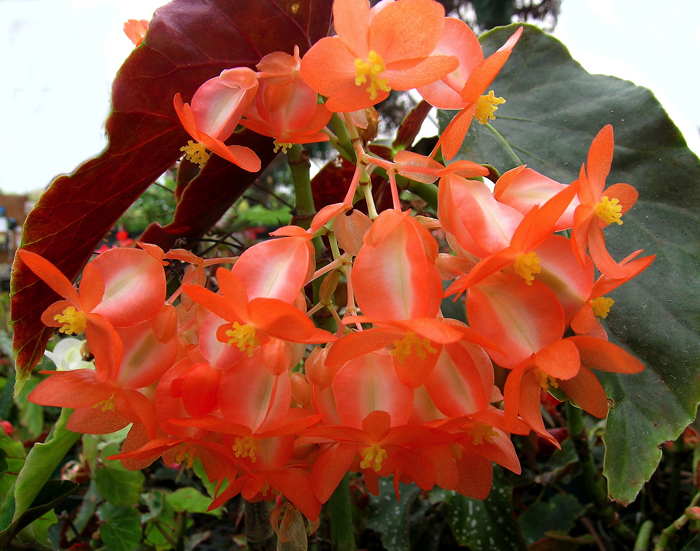 Begonia Amaterasu