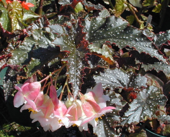 Begonia Little Miss Mummey