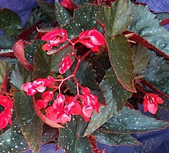 Begonia Vivian Hill