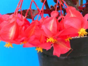 Begonia Vivian Hill Flowers