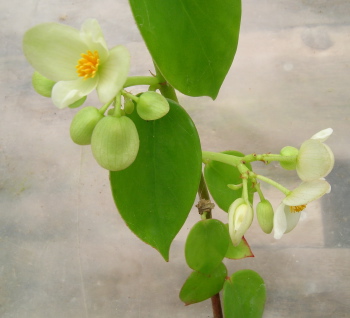 Begonia molleri