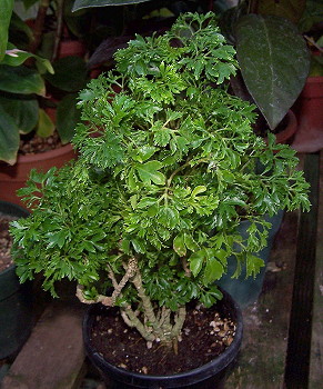 Polyscias fruticosa Bonsai