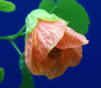 Abutilon x hybridum Tangerine Belle