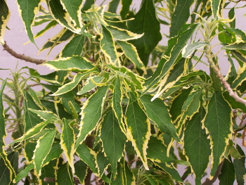 Acalypha Heterophylla