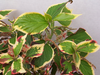 Acalypha Marginata Green