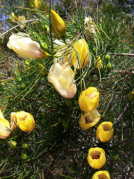 Alyogyne hakeifolia - Yellow Form