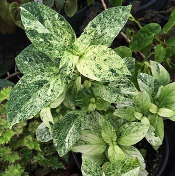 Barleria cristata Variegata