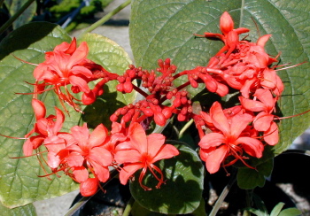 Clerodendrum speciosissimum