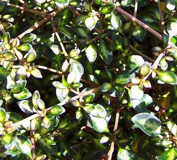 Coprosma repens Beatens Gold