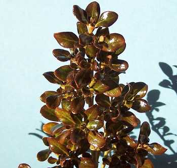 Coprosma repens Roys Red