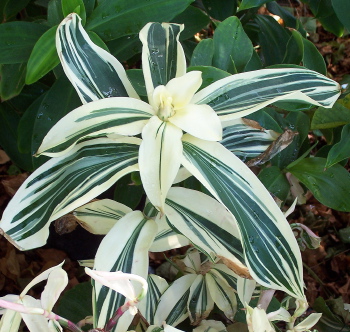 Costus arabicus Variegatus