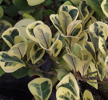 Ficus natalensis subsp leprieurii Malay Gold