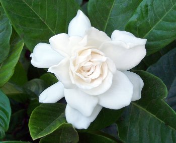 Gardenia jasminoides Miami Supreme