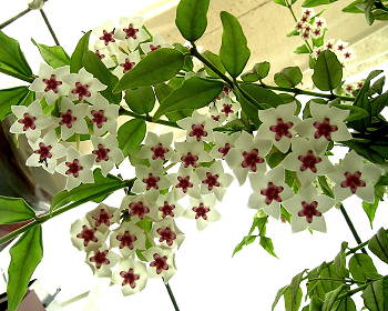 Hoya lanceolata ssp bella