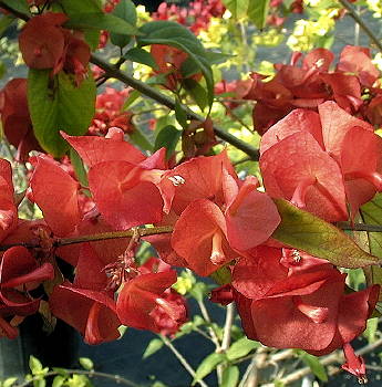 Holmskioldia sanguinea Copper Flower