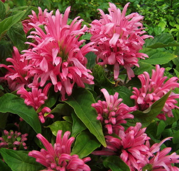 JUSTICIA CARNEA, yours ... cuttings
                            only, so u must be here in L.A. Calif