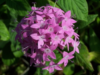 Pentas lanceolata Orchid Star