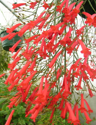 Russelia equisetiformis red
