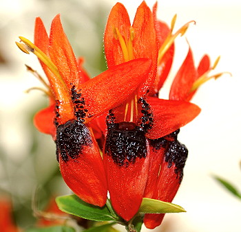 Ruttya fruticosa Orange Dragon
